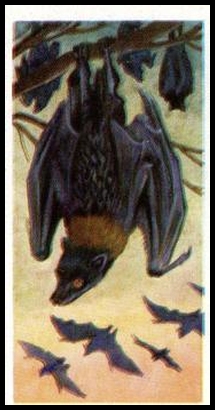 9 Malay Fruit Bat